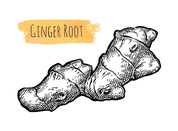 Vector fresh ginger root ink sketch