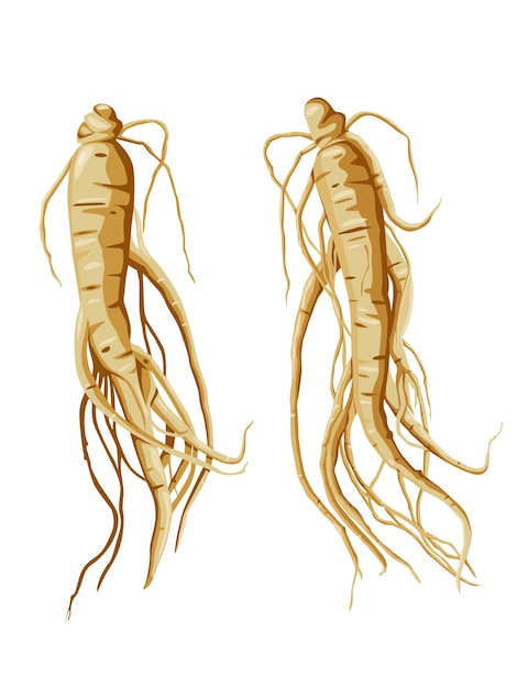 Vettore illustrazione vettoriale della radice di ginseng fresca isolata su sfondo bianco