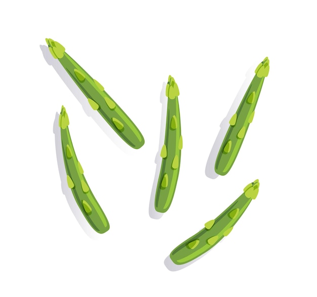 Vector fresh green asparagus isolated vector illustration