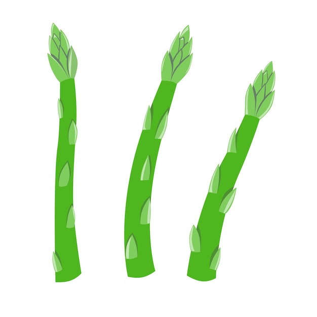 Fresh green asparagus vegetable isolated icon