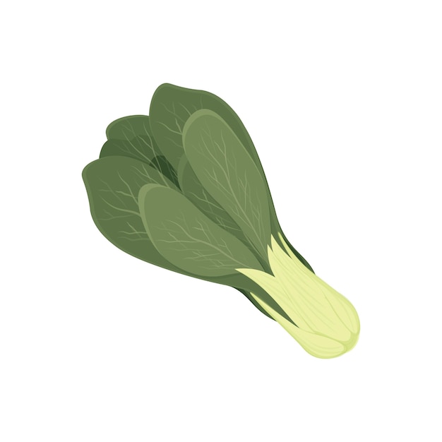 Fresh green bok choy realistic illustration logo