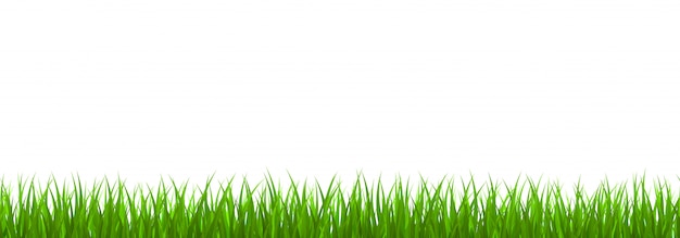 신선한 녹색 잔디 테두리