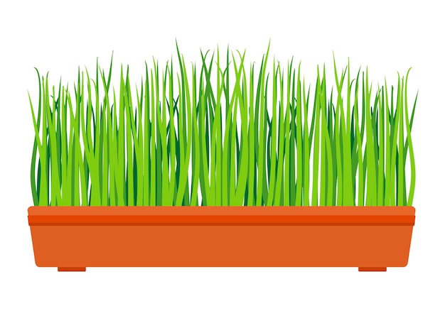 Свежая зеленая трава в прямоугольном горшке молодая зеленая трава в горшке комнатное растение для интерьера