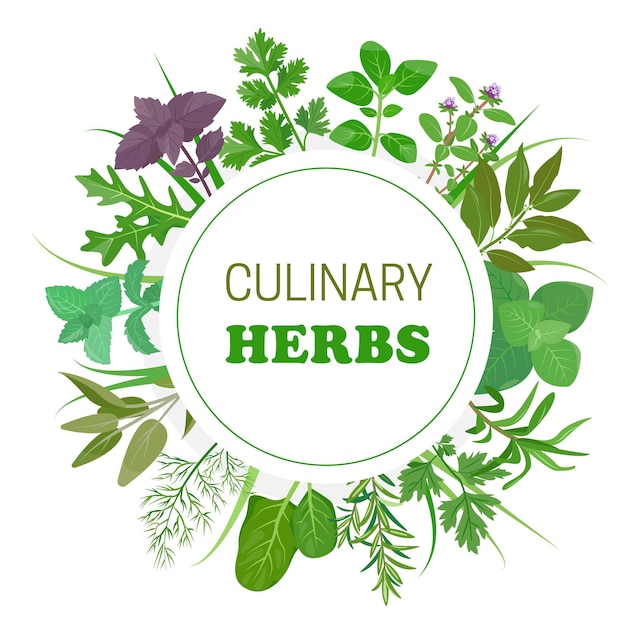 Fresh green herb leaves in circle culinary herbs with round emblem popular culinary herbs leaf set
