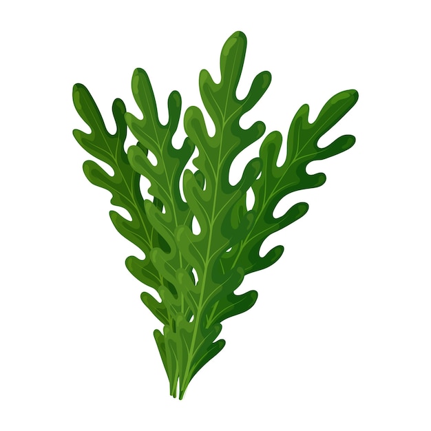 Vector fresh green leaves of arugula on a white background, food. botanical illustration. vector