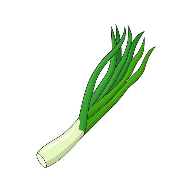 Fresh green onion vector illustration