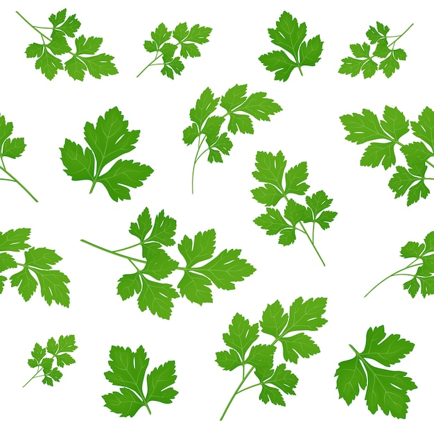 Fresh green parsley leaves on white background. parsley isolated. . seamless pattern.