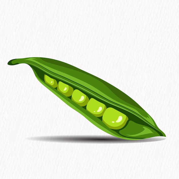 Fresh Green pea vegetable hand drawn vector illustration. Vegetarian salad recipe design.