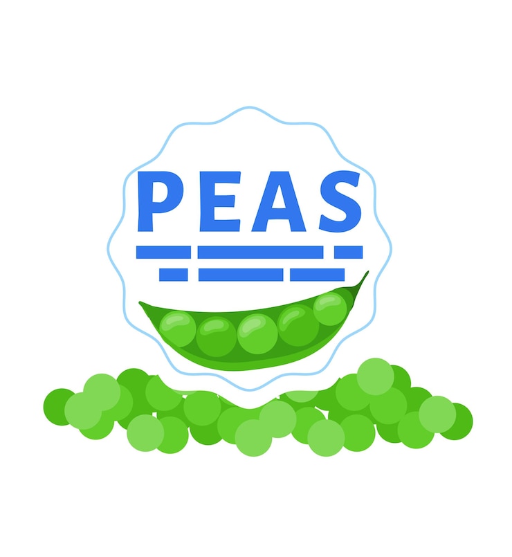 Vector fresh green peas in a pod with pea grains lying around organic legume healthy food concept