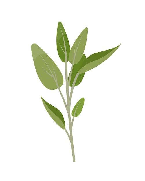 Fresh green Sage sprig Sage herb leaves bunch of organic aromatic spices