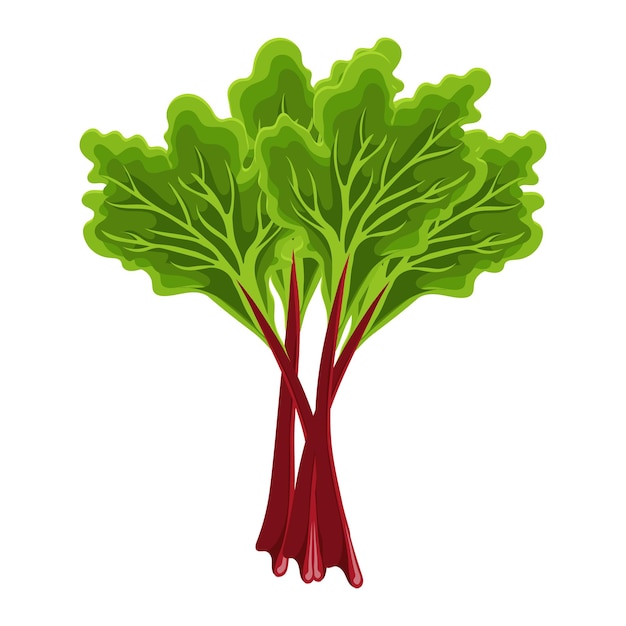 Fresh green stems and leaves of rhubarb on a white background, food. Botanical illustration. Vector