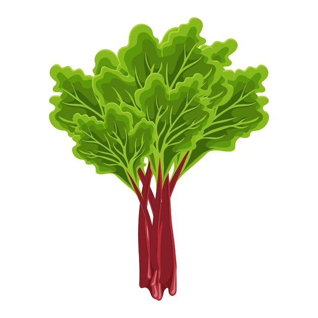 Fresh green stems and leaves of rhubarb on a white background, food. botanical illustration. vector