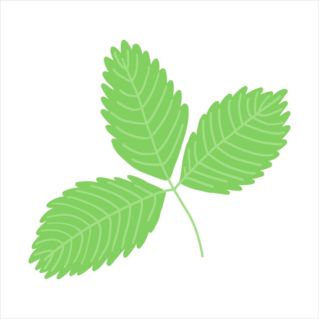 신선한 녹색 딸기 민트 멜리사 잎 트리오 일러스트레이션은 깨하고 간단한 스타일로 이상적입니다.