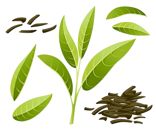 Foglie di tè verde fresche e tè secco del mucchio. tè verde per, pubblicità e packaging. illustrazione su sfondo bianco