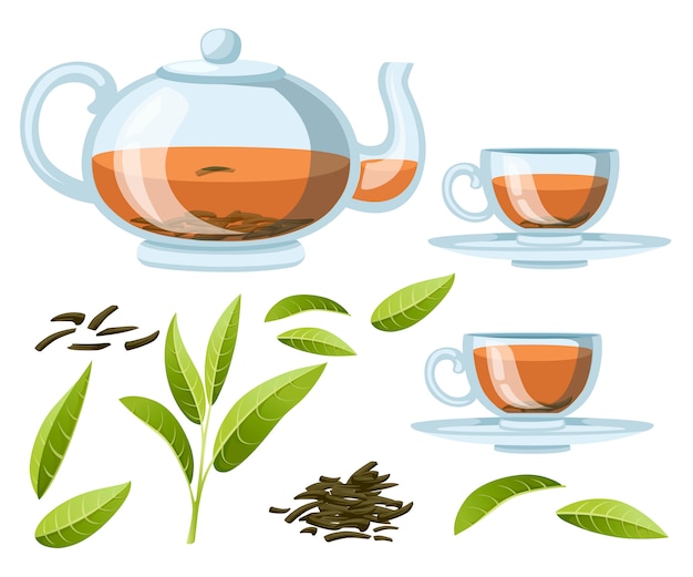 Fresh green tea leaves and pile dry tea. Transparent glass teapot and cups with black tea. Green tea for , advertising and packaging.   illustration  on white background