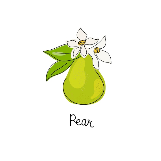 Fresh green whole and halved pear leaves fruits doodle minimal style handdrawn