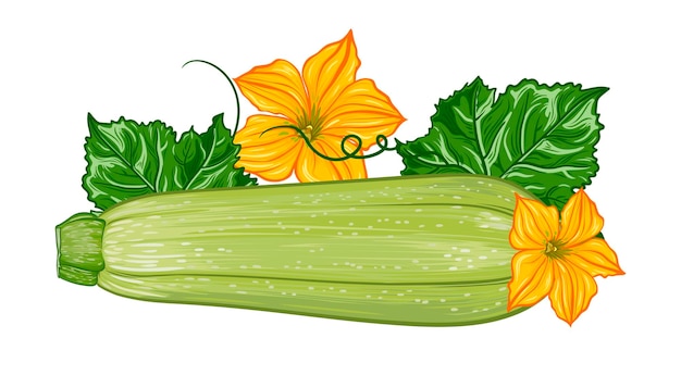 Fresh green zucchini on a transparent background botanical illustration of zucchini fruit