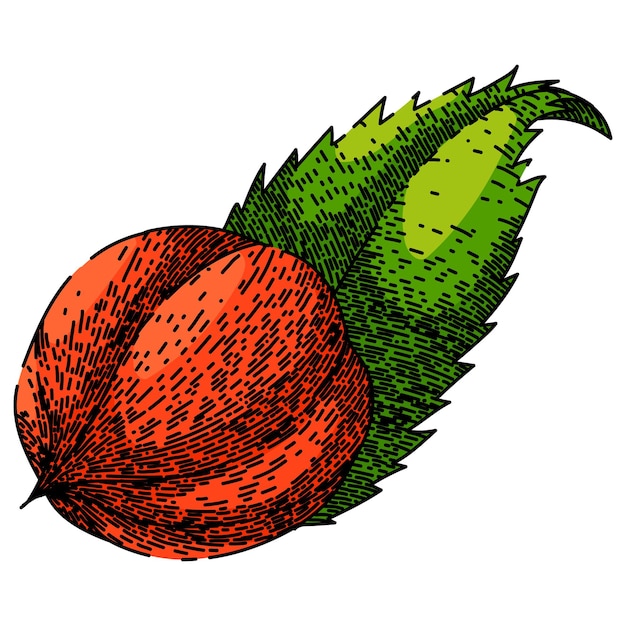 Vector fresh guarana fruit sketch hand drawn vector