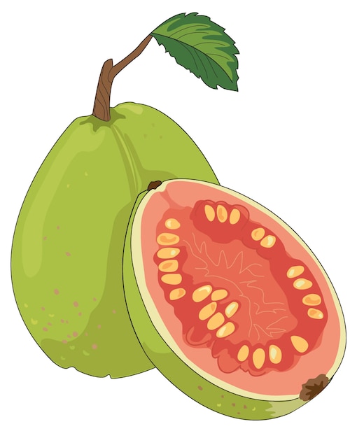 Fresh guava fruit with a cutted slice