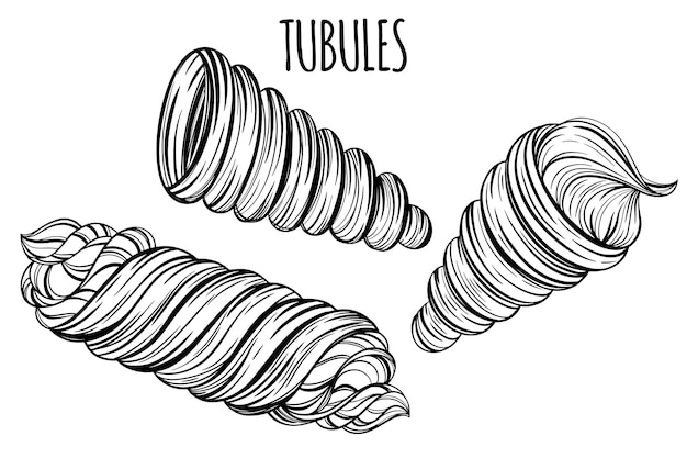 Fresh hand drawn tubules with cream for bakery or pastry shop