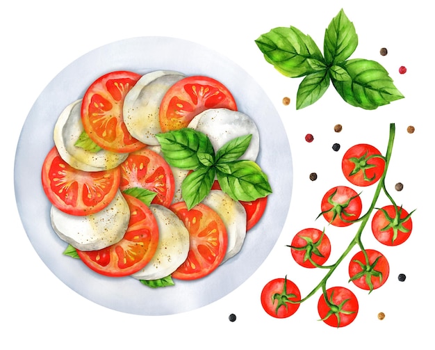 Vettore insalata italiana caprese fresca cibo italiano illustrazione ad acquerello