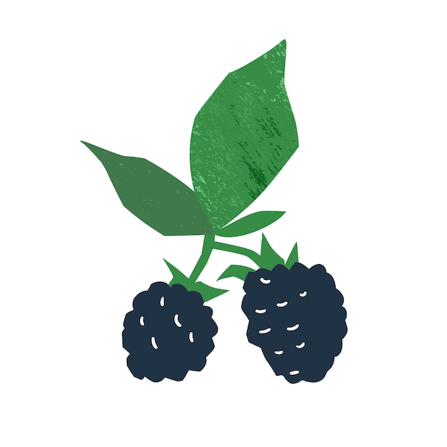 新鮮なジューシーなブラックベリーベクトルフラットイラスト。白い背景で隔離の茎と葉を持つ手描きの食用ベリー。おいしい甘い果物、季節の健康的な栄養。