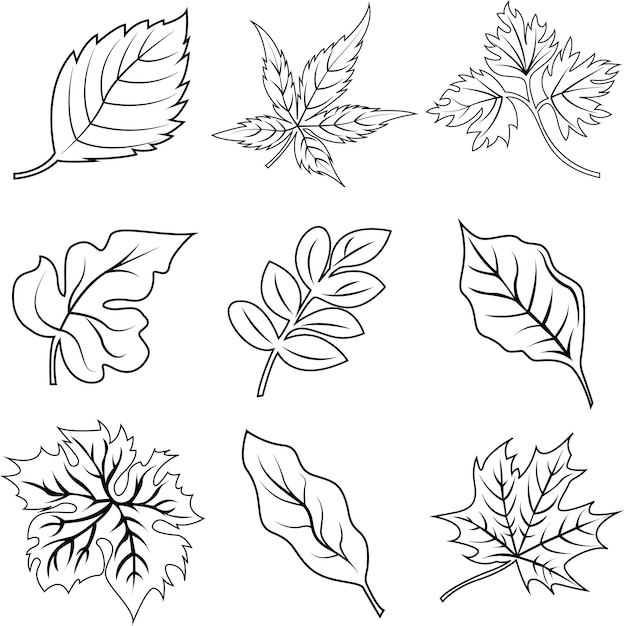 ベクトル fresh leaf and foliage outline of four seasons collection