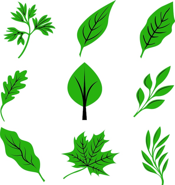 Vector fresh leaf and foliage of four seasons collection