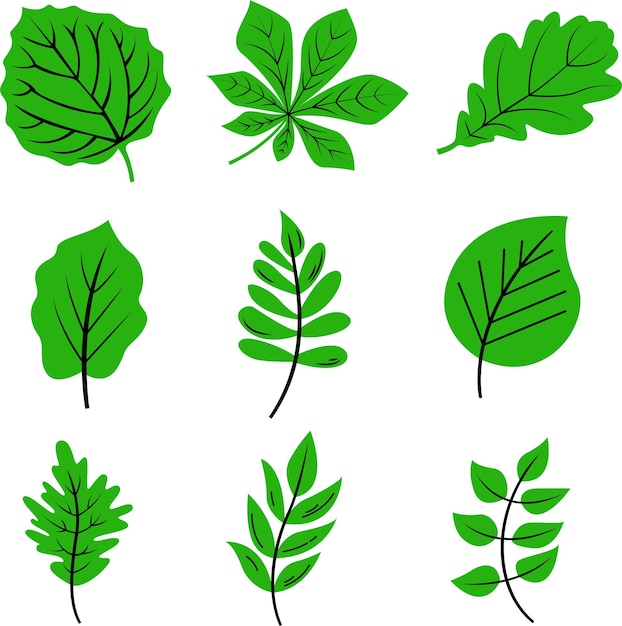 Vector fresh leaf and foliage of four seasons collection