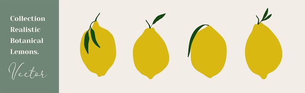 Fresh lemons print Hand drawn lemons and leaves illustration Minimalism lemon