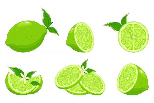 Fresh lime and lime juice. Limes slices, green citrus fruit with leaves and lime blossom isolated   illustration set.