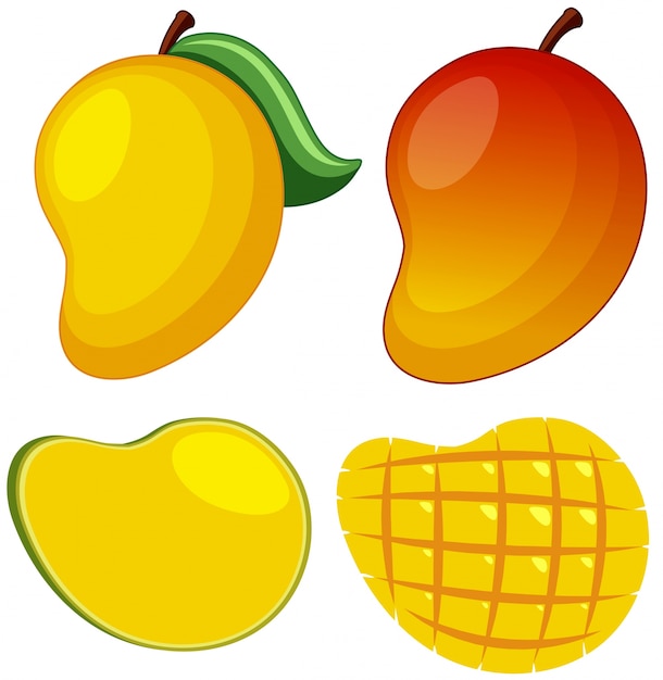 Vector fresh mango on white background