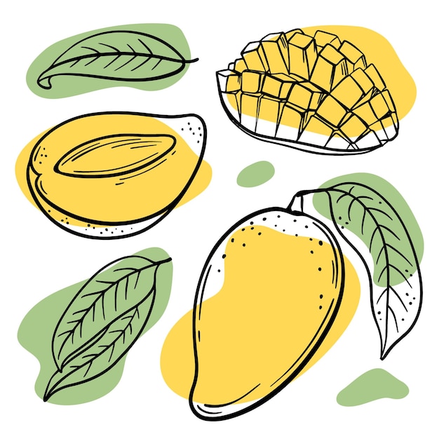 Vector fresh mango with leaves sketches with yellow and green color splashes on white background