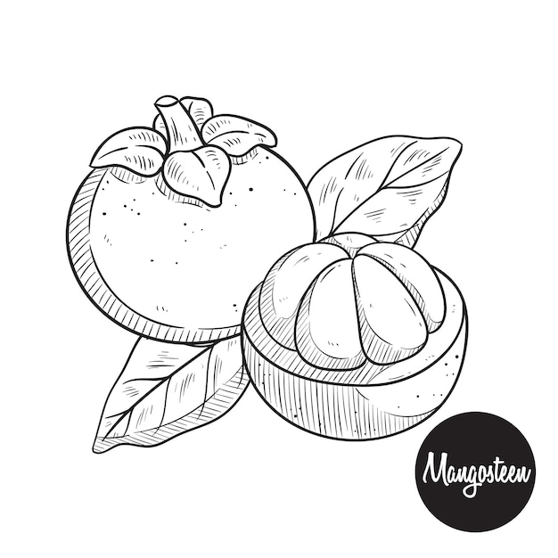 Fresh mangosteen sketch or hand drawing vector