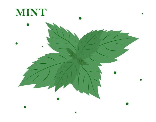 Fresh mint leaf Mint leaf Vector illustration