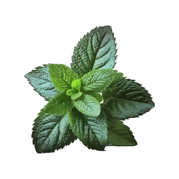 Vector fresh mint leaves isolated on white background