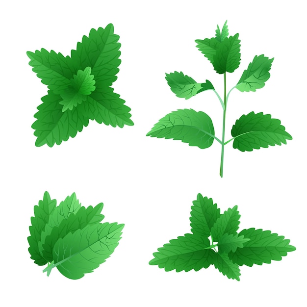 Vector fresh mint leaves vector illustration