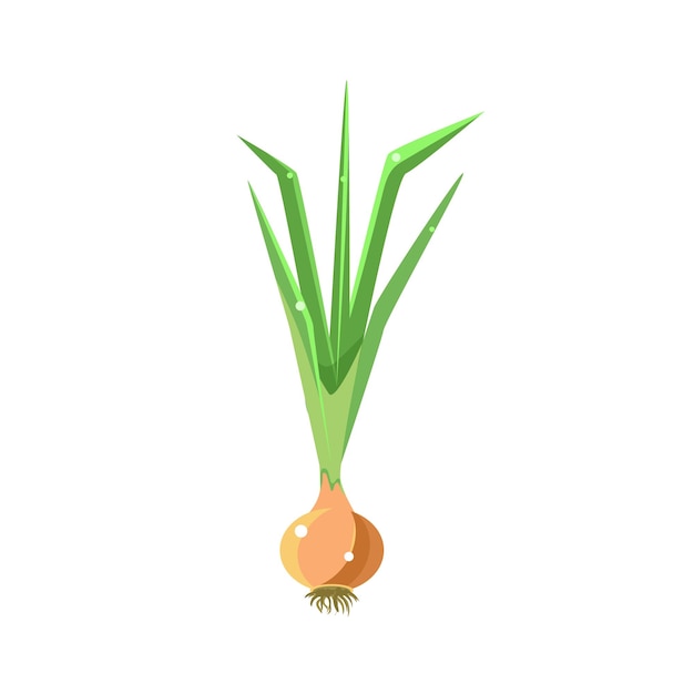 Fresh Onion Primitive Realistic Illustration