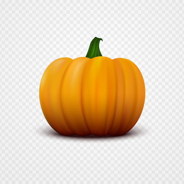 Vector fresh orange pumpkin.