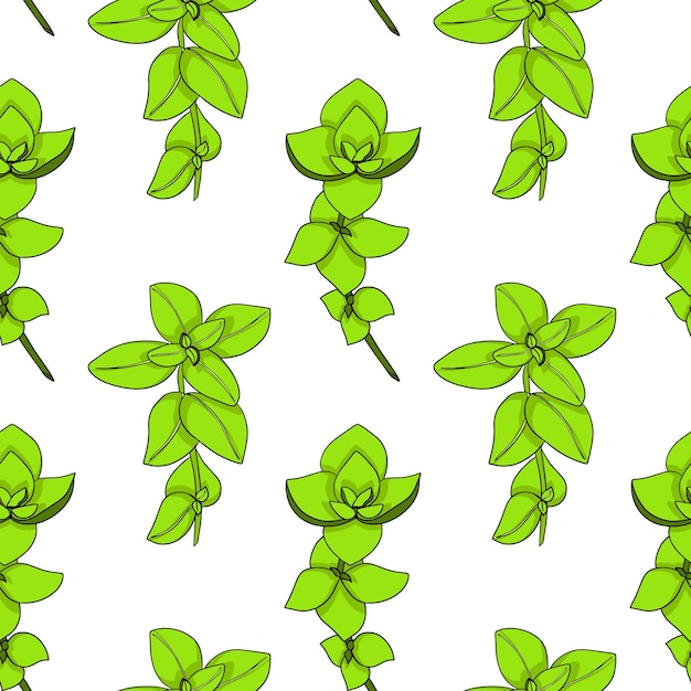 Fresh oregano or marjoram vector seamless pattern