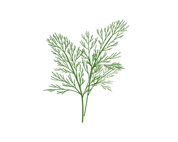 Vector fresh organic dill isolated on white background hand drawn flat vector illustration.