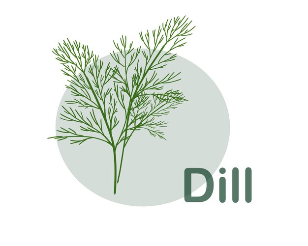 Fresh organic dill isolated on white background hand drawn