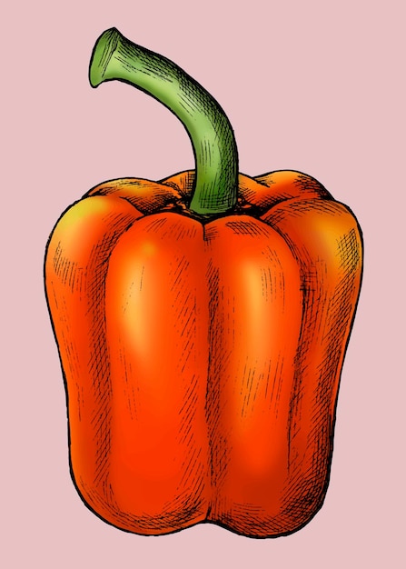 Vector fresh organic red bell pepper vector