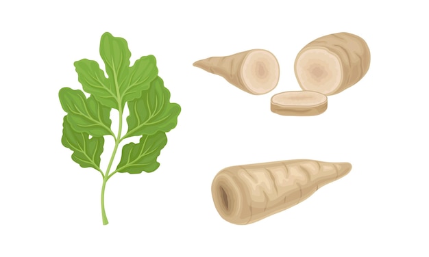 調理用の新鮮なパセリ植物セット 調味料 茎状の野菜 緑の葉と根のベクトルイラスト