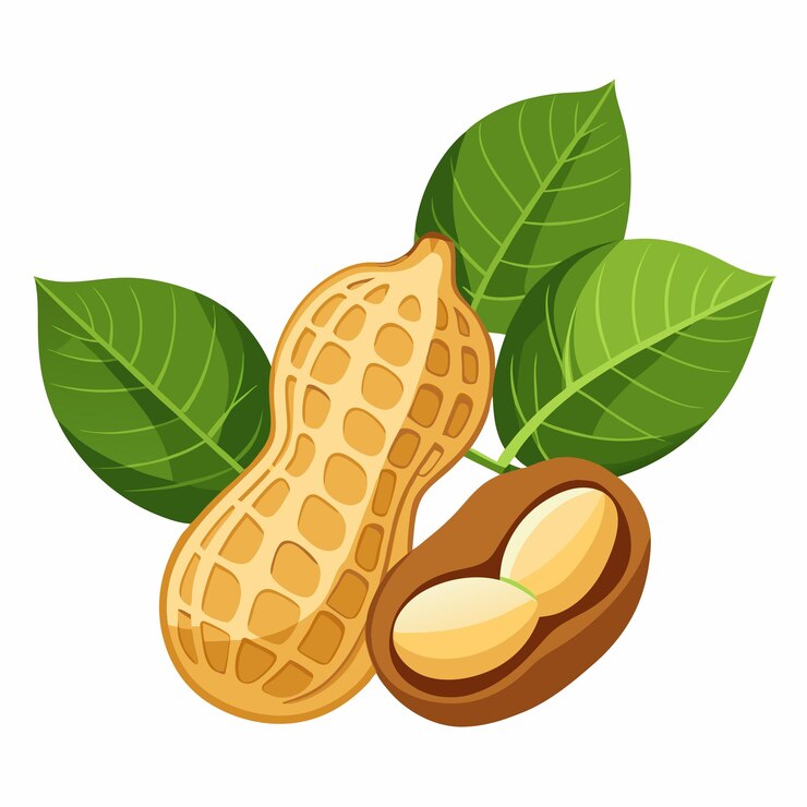 Vector fresh peanut kernels with leaves flat illustration on white background