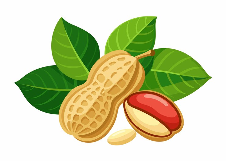 Vector fresh peanut kernels with leaves flat illustration on white background