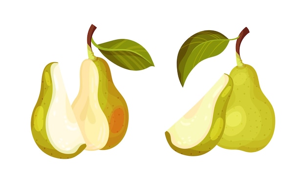 fresh pear set whole and cut in half organic fruit vector illustration