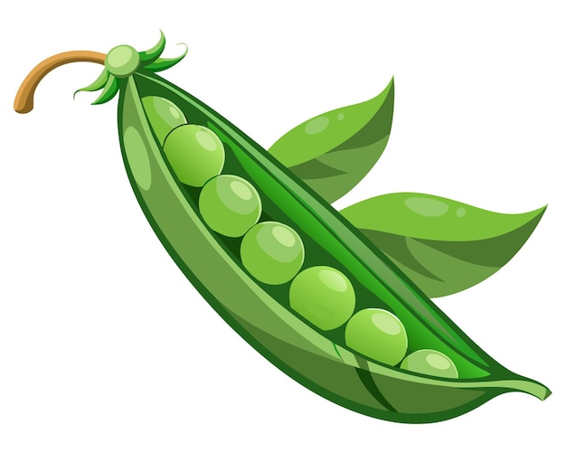 fresh peas vegetable vector illustration