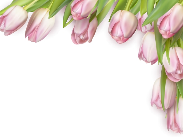 Вектор Свежие розовые тюльпаны изолированные на белизне, взгляд сверху.
