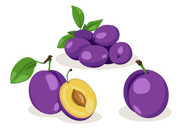 Vector fresh plum with leaf in cartoon style vector whole and parts sweet plum isolated on a white background